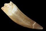 Fossil Plesiosaur (Zarafasaura) Tooth - Morocco #160581-1